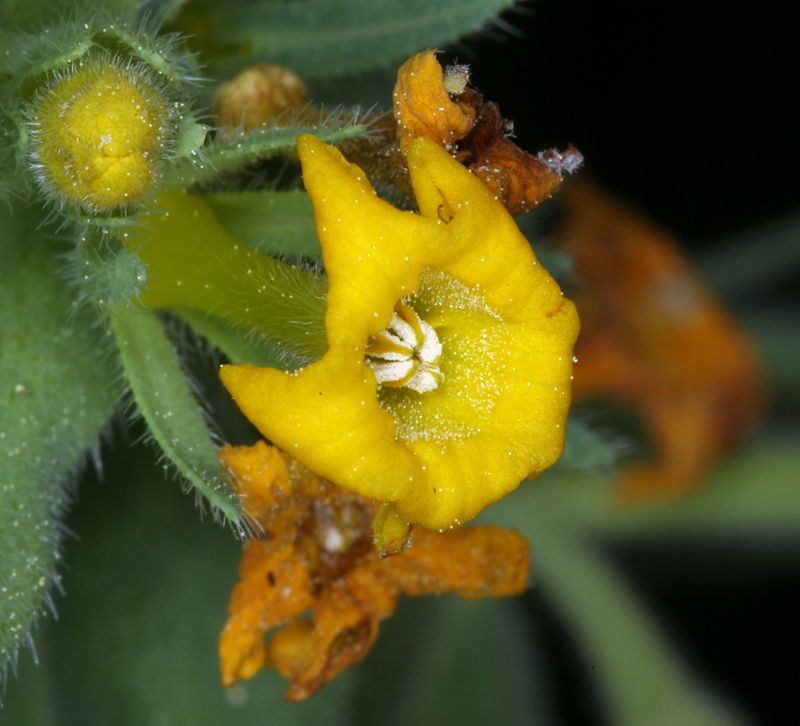Lithospermum californicum (California stoneseed), native California herb