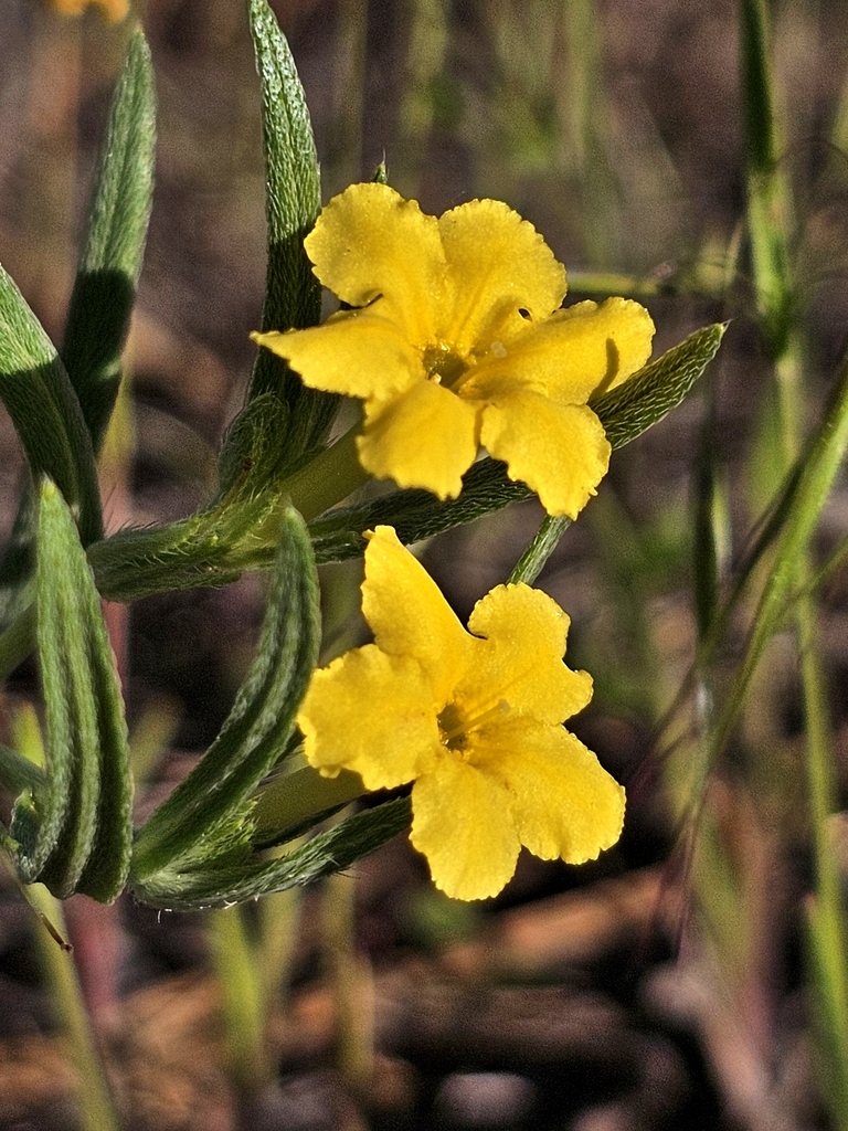 Lithospermum incisum (Plains stoneseed), native California herb