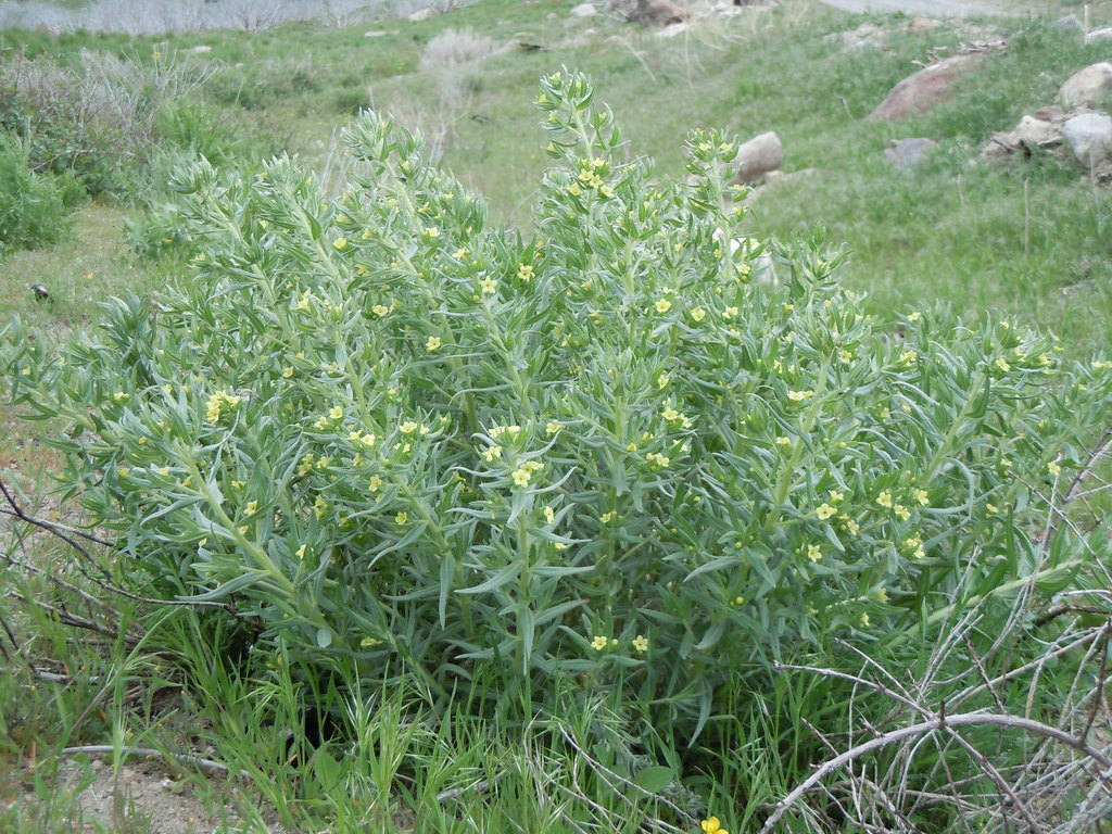 Lithospermum ruderale (Western stoneseed), native California herb