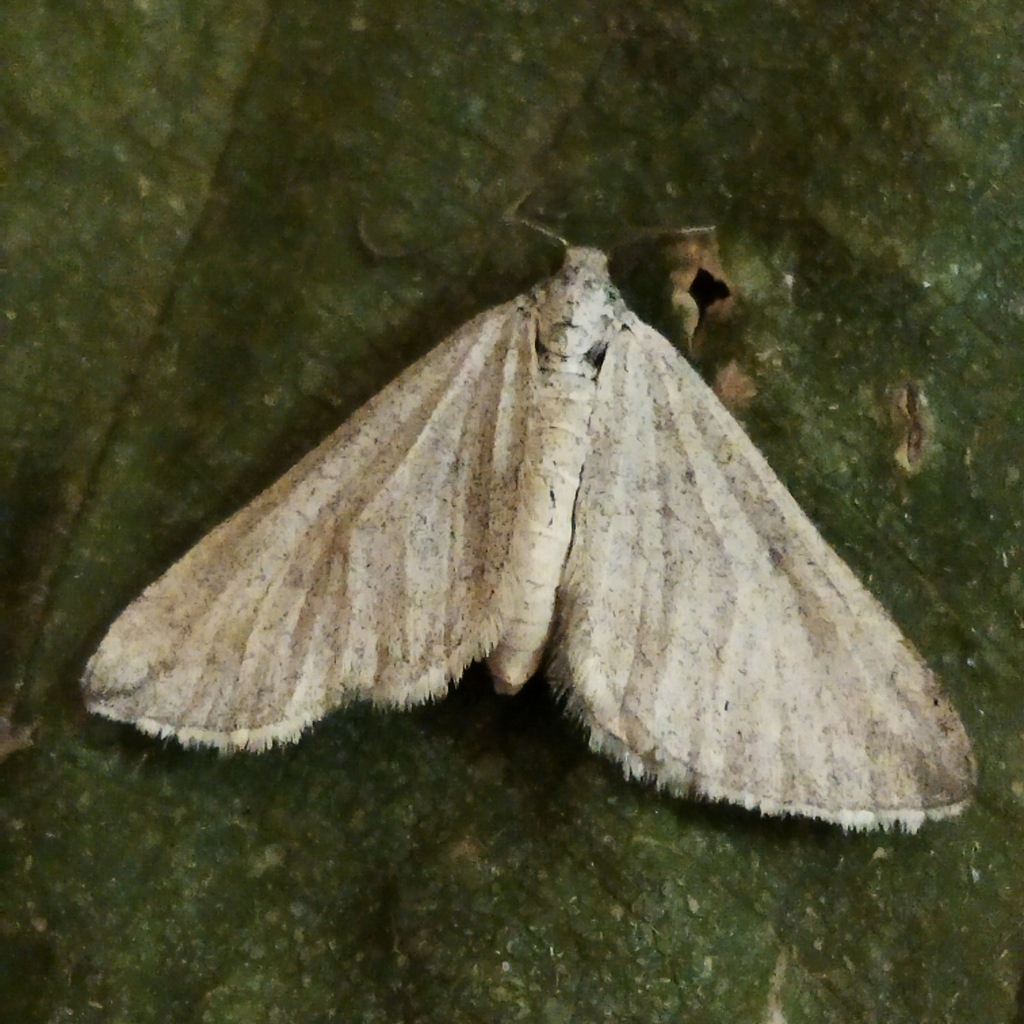 Lithostege angelicata, California species