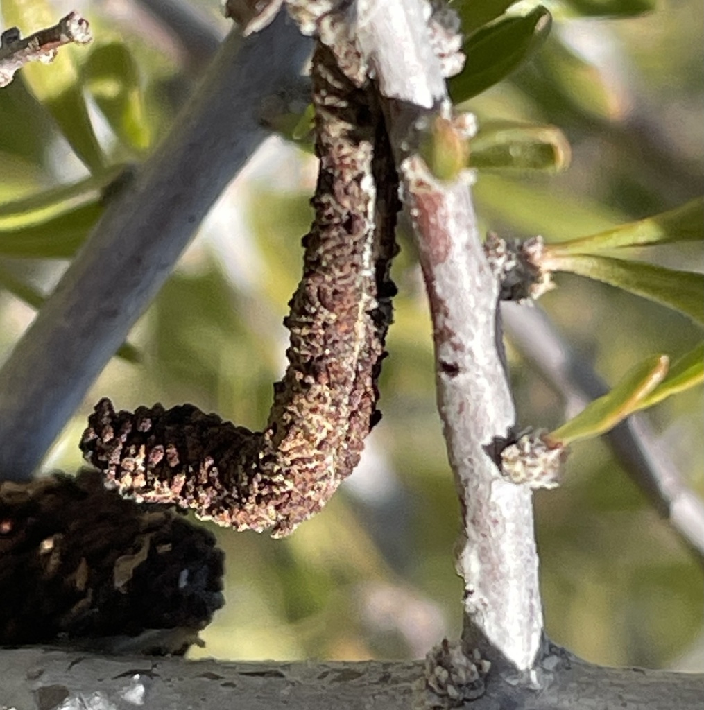 Litocala sexsignata, California species