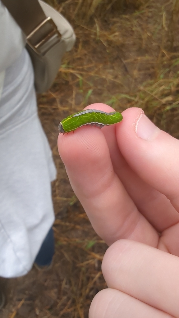 Litodonta aonides, California species