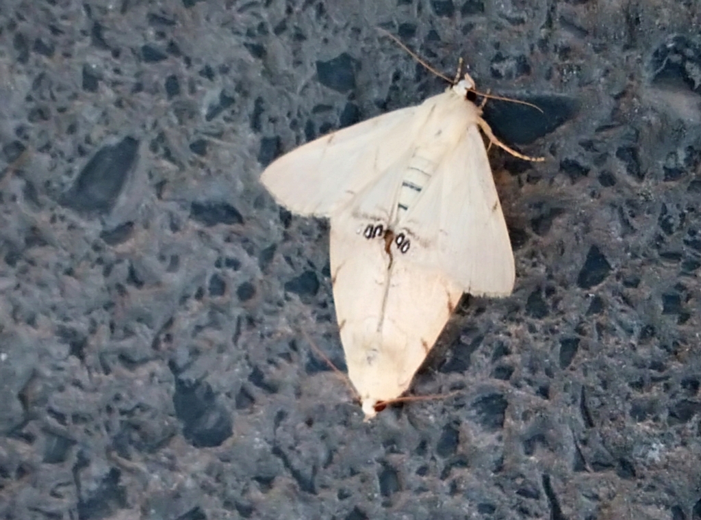 Litoprosopus coachella (Palm Flower Moth), California species