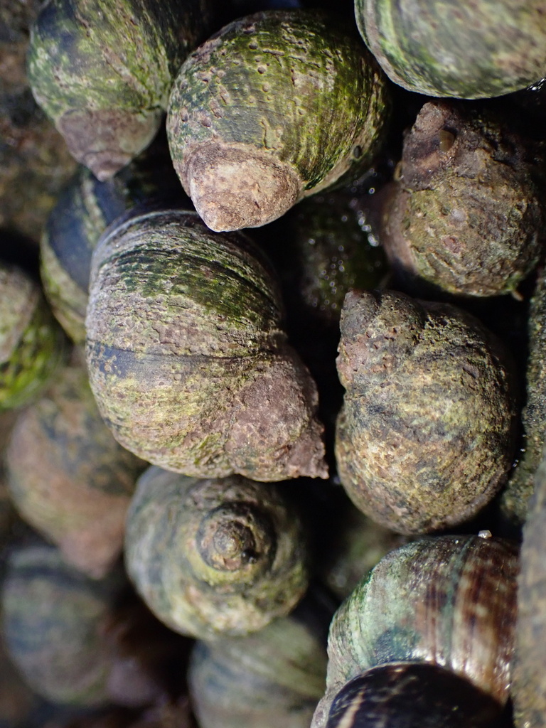 Littorina keenae (Eroded Periwinkle), California species