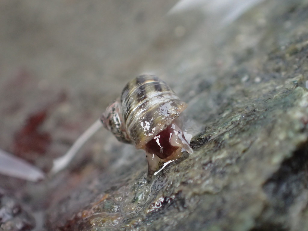 Littorina subrotundata (Newcomb's Littorine Snail), California species