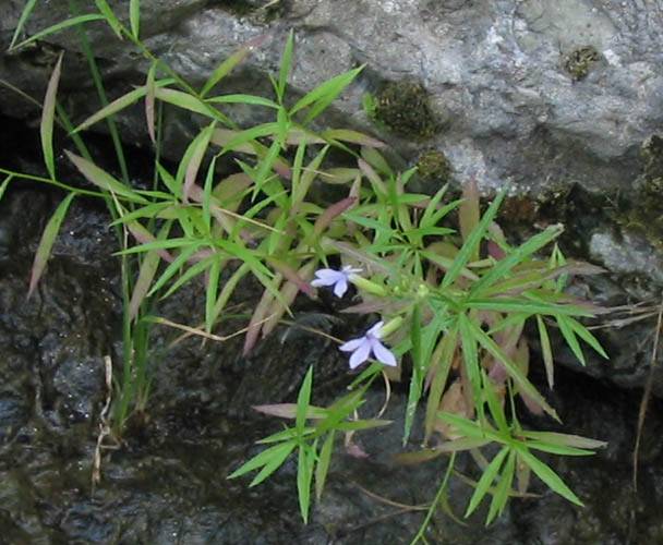 Lobelia dunnii var. serrata (Dunn's lobelia), native California herb