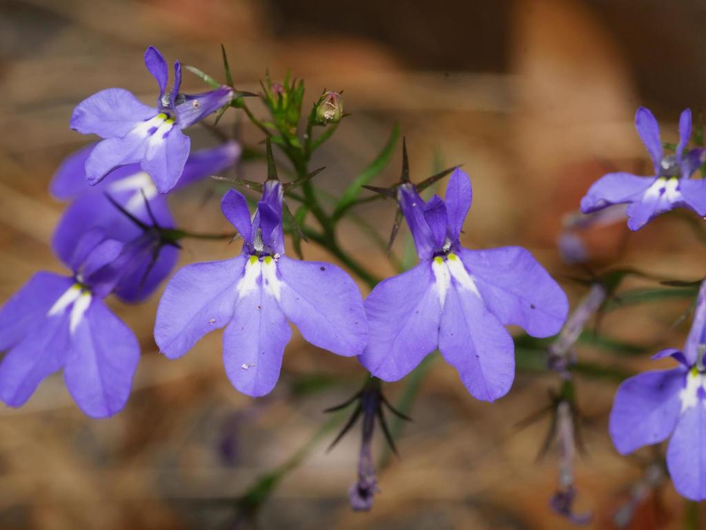Lobelia erinus (Edging lobelia), non-native California herb