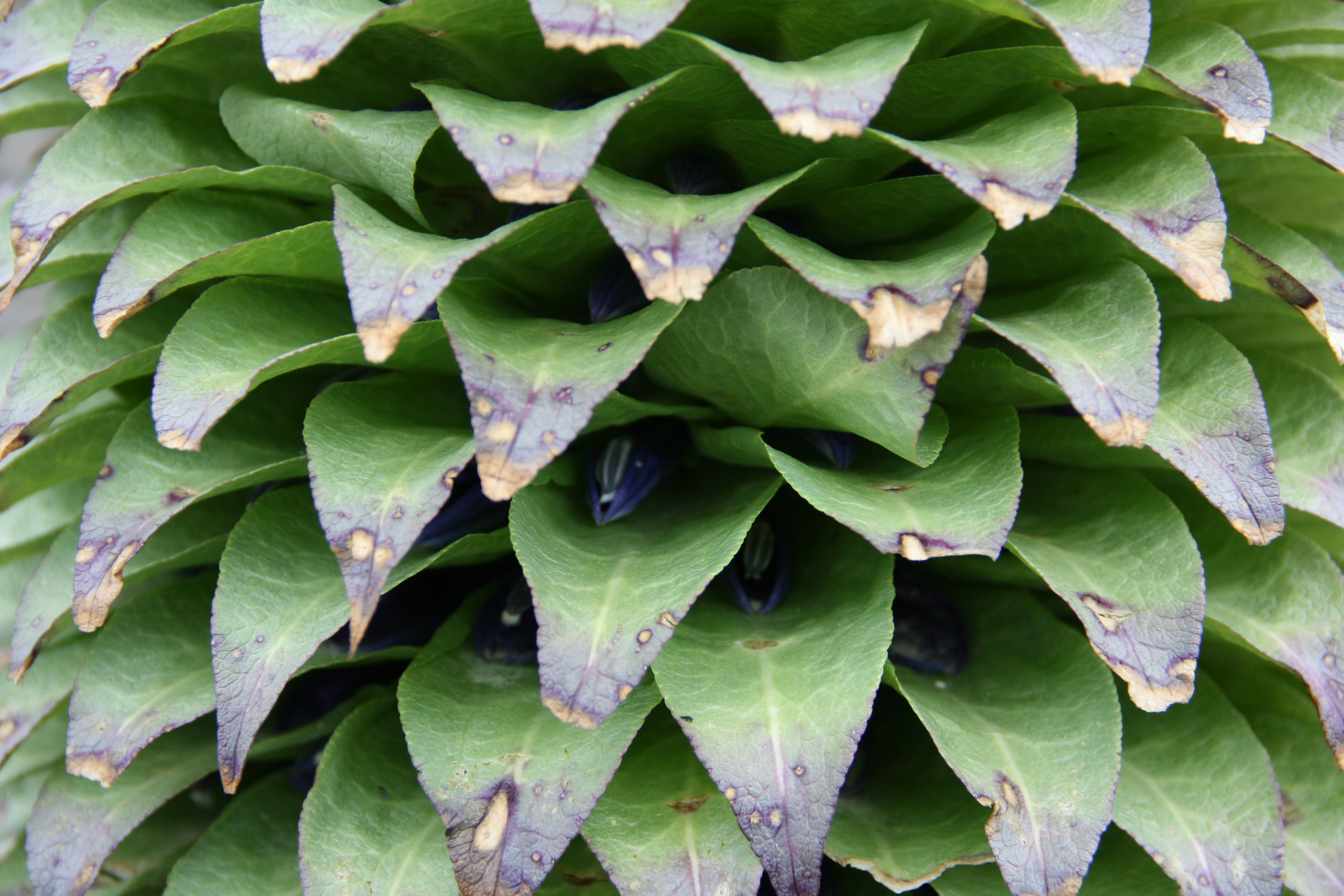 Lobelia sp., non-native California perennial