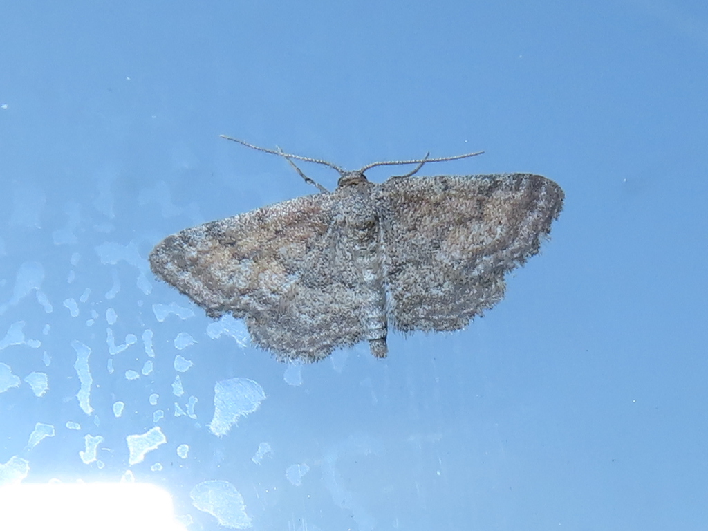 Lobocleta granitaria (Granite Lobocleta), California species