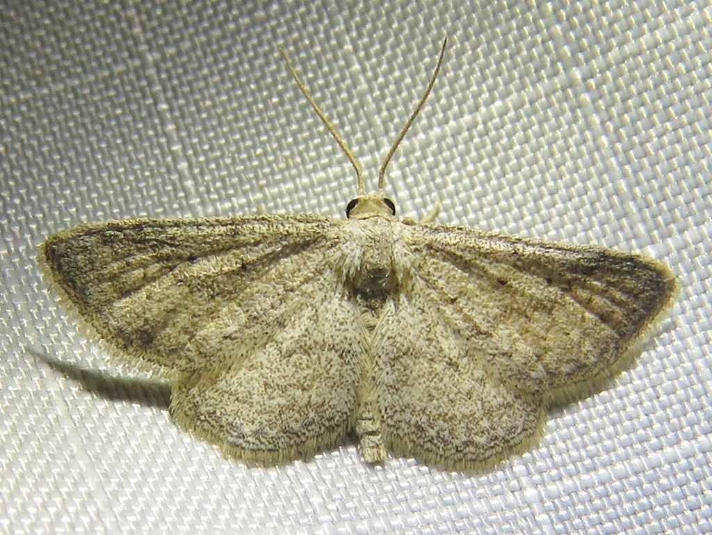 Lobocleta ossularia (Drab Brown Wave), California species