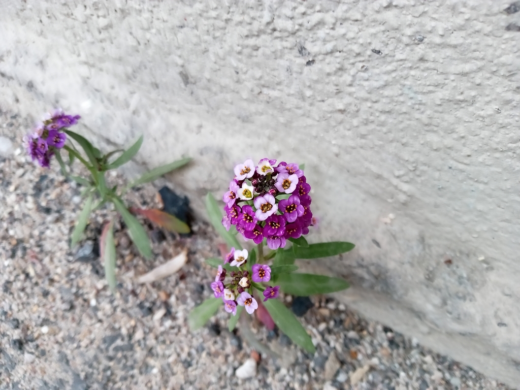 Lobularia maritima (Sweet alyssum), non-native California herb