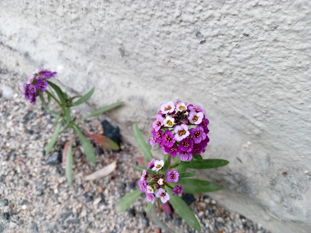 Lobularia sp. (Sweet alyssum), non-native California perennial