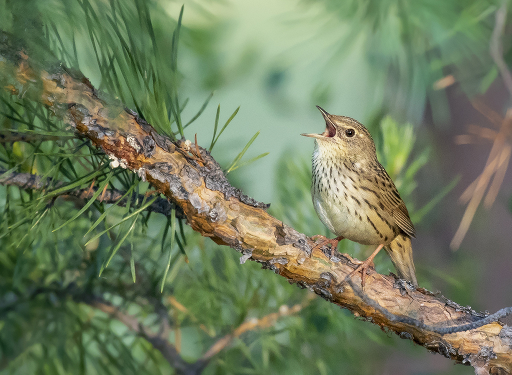 Locustella lanceolata (Lanceolated Warbler), California species