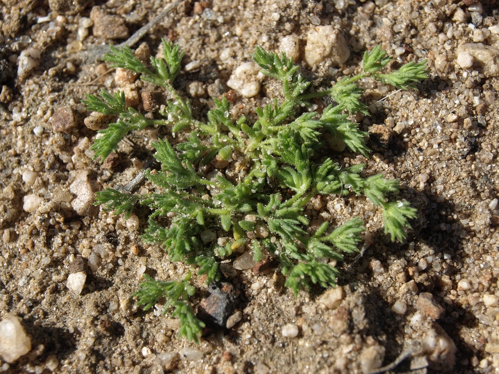 Loeflingia squarrosa (Spreading pygmyleaf), native California herb