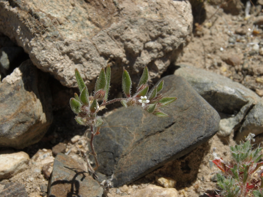 Loeseliastrum depressum (Depressed standing-cypress), native California herb