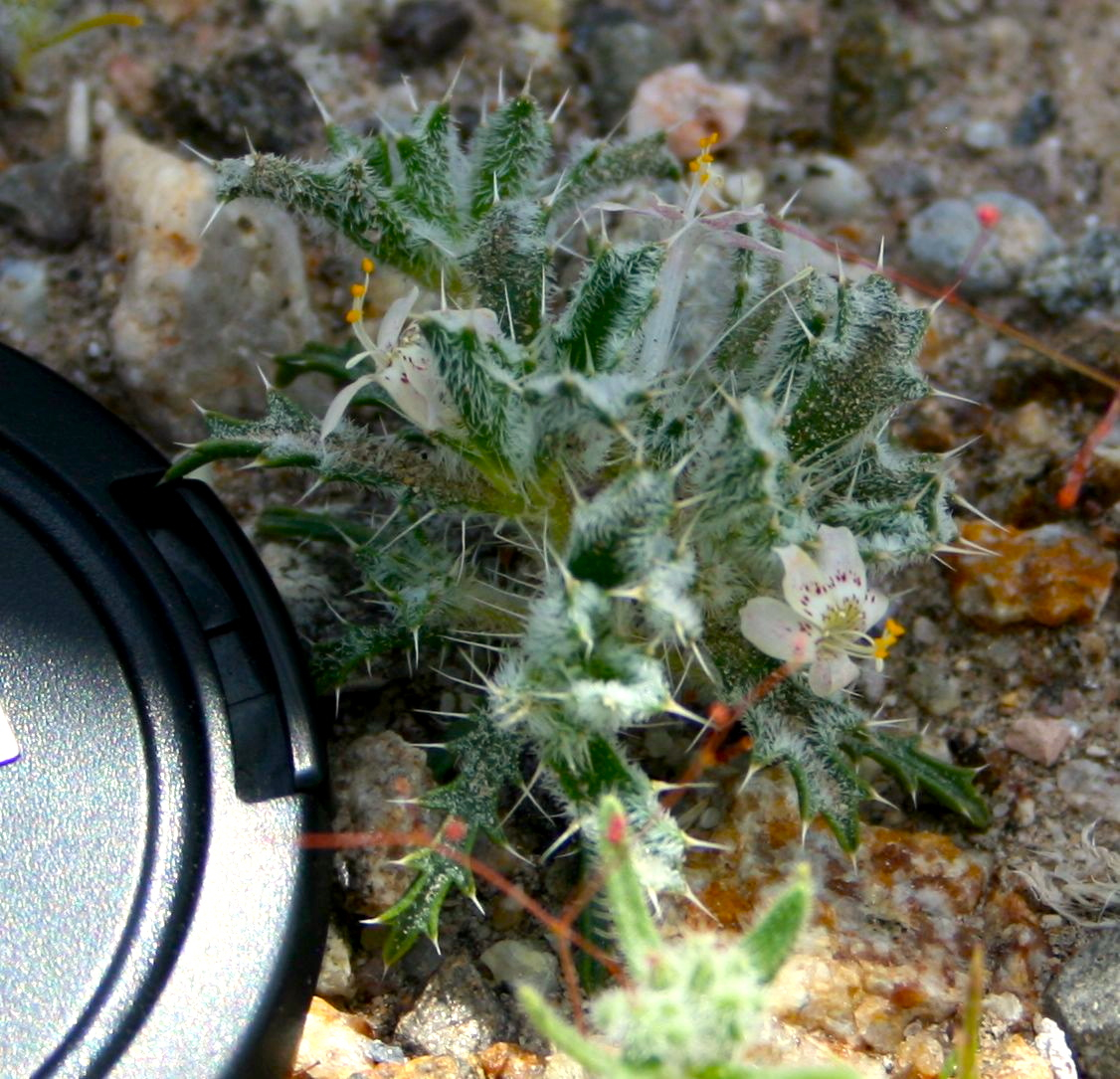 Loeseliastrum matthewsii (Desert calico), native California herb