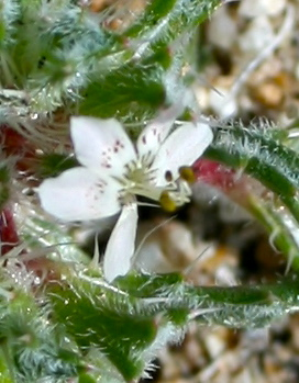 Loeseliastrum schottii (Schott gilia), native California herb