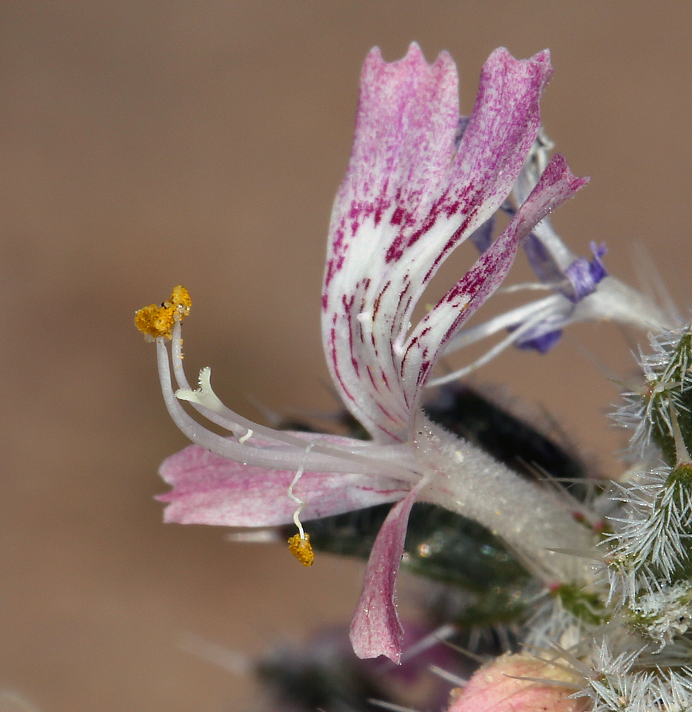 Loeseliastrum sp., native California annual