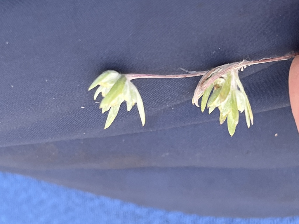 Logfia arizonica (Arizona cottonrose), native California herb