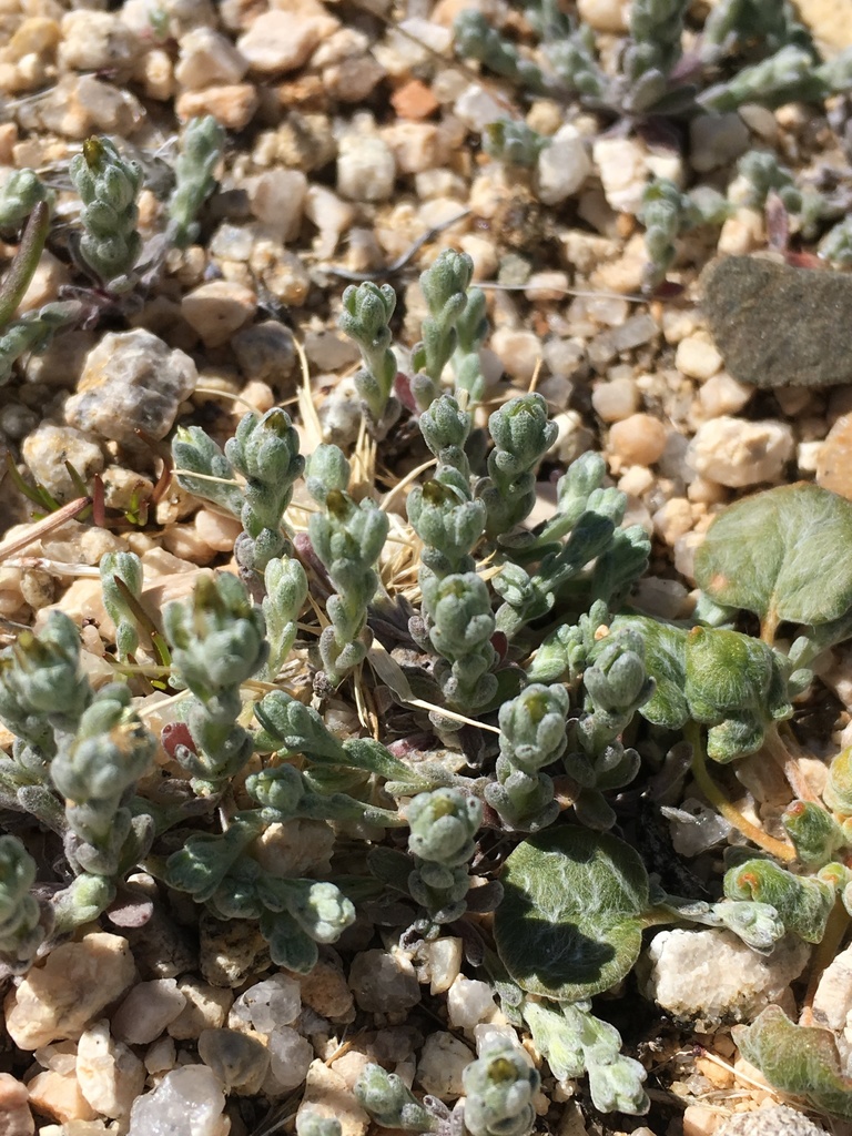 Logfia depressa (Hierba limpia), native California herb