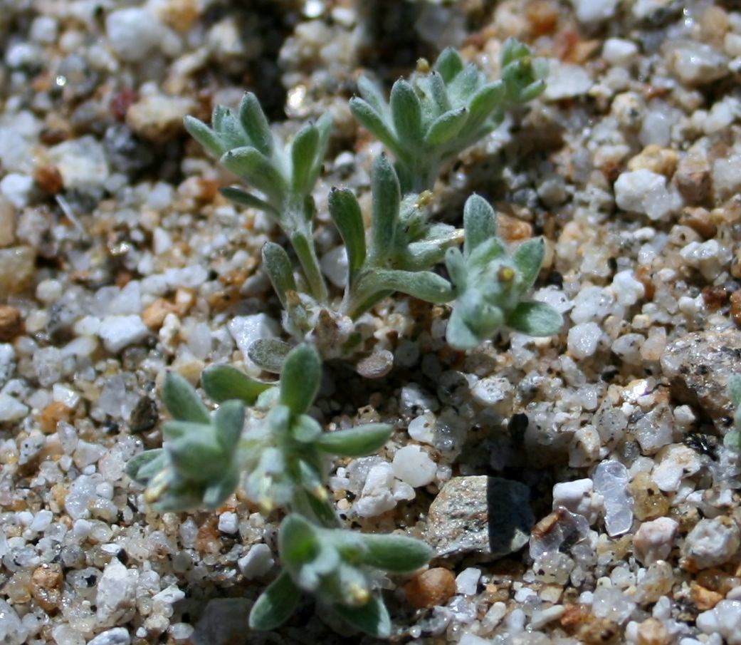 Logfia filaginoides (California cottonrose), native California herb