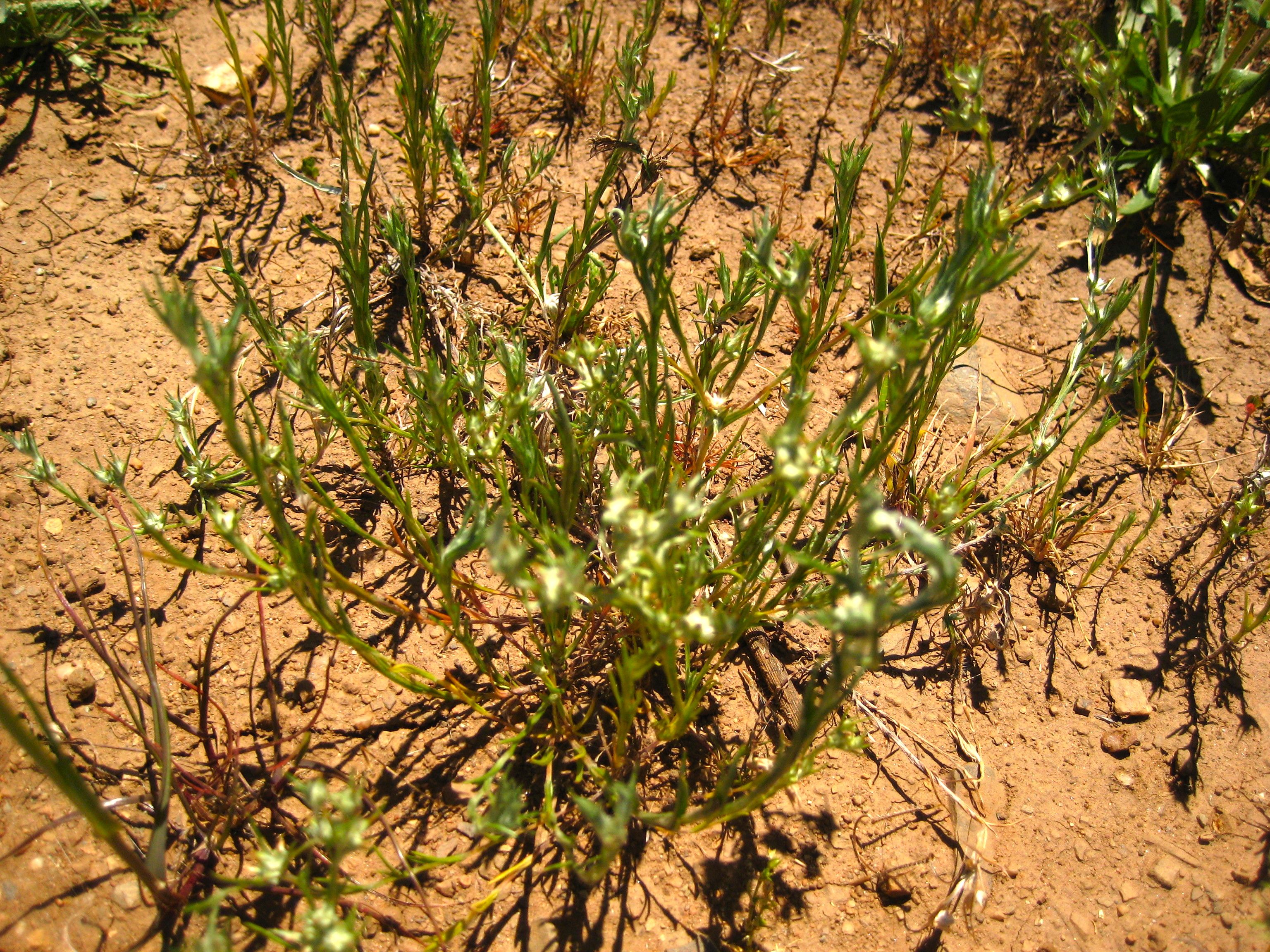 Logfia gallica (Daggerleaf cottonrose), non-native California herb