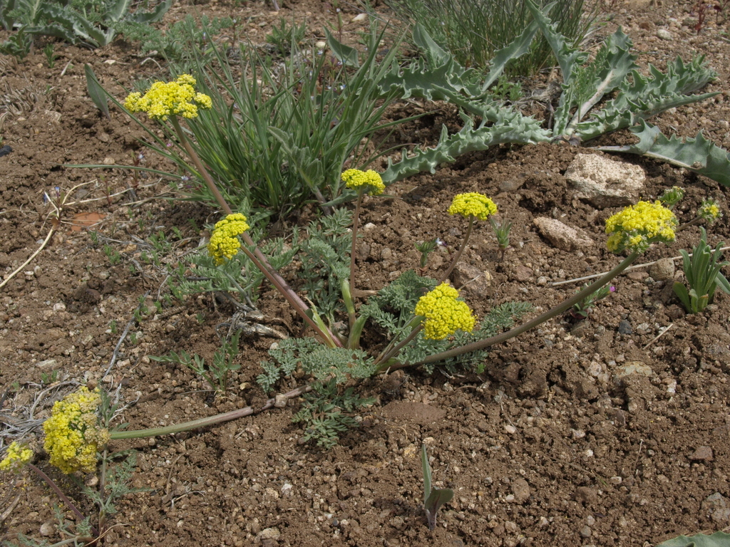 Lomatium austiniae (Plummer's lomatium), native California herb