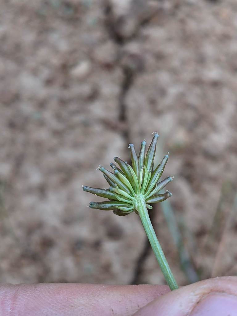 Lomatium bicolor var. leptocarpum (Slender fruited lomatium), native California herb