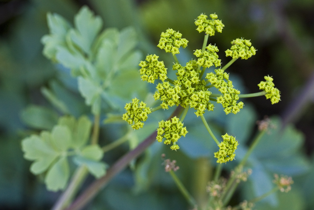 Lomatium californicum (California lomatium), native California herb