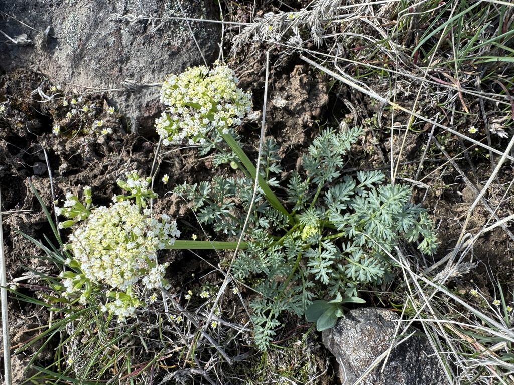 Lomatium canbyi (Canby's lomatium), native California herb