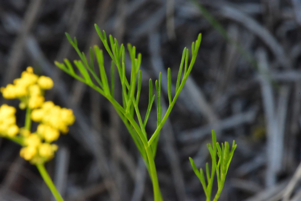 Lomatium caruifolium var. denticulatum (Alkali desertparsley), native California herb
