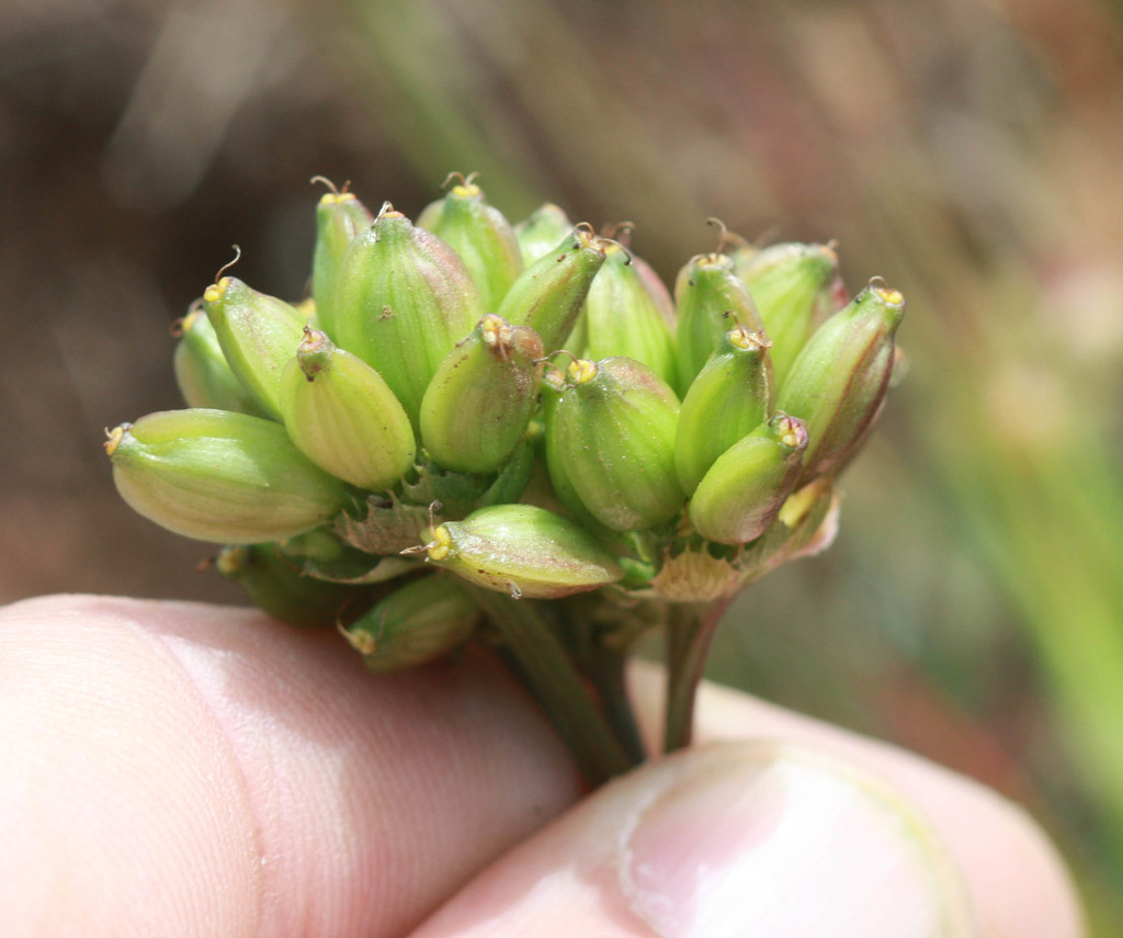 Lomatium caruifolium (Alkali desertparsley), native California herb