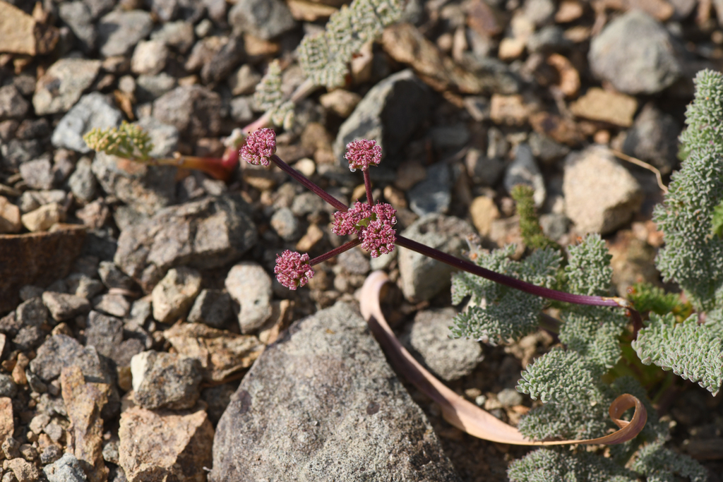 Lomatium ciliolatum (Yolla bolly biscuitroot), native California herb