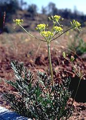 Lomatium congdonii (Congdon's lomatium), native California herb