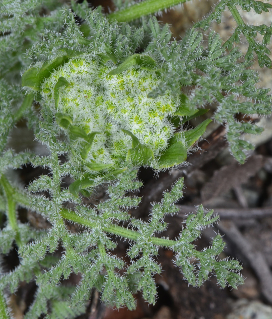 Lomatium dasycarpum subsp. tomentosum, native California herb