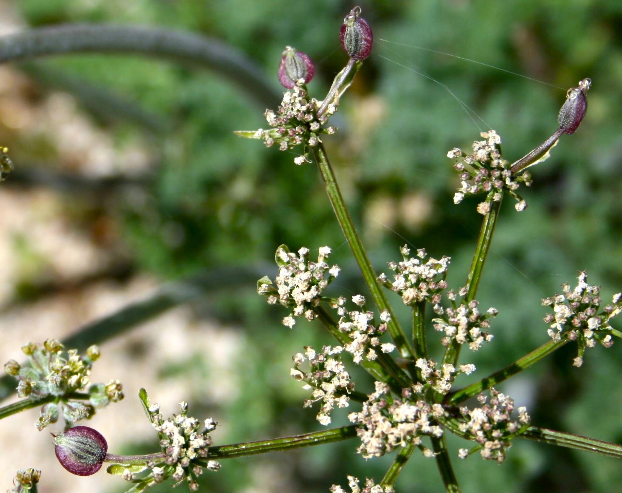 Lomatium dasycarpum (Hog fennel), native California herb
