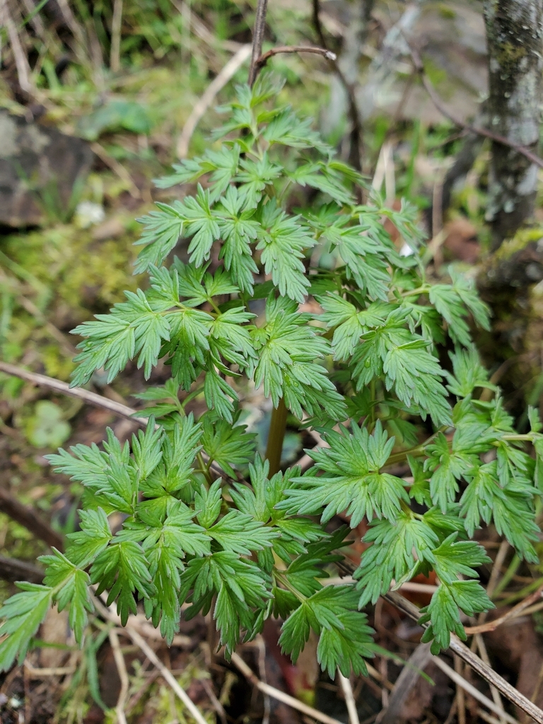 Lomatium dissectum (Fern leaved lomatium), native California herb
