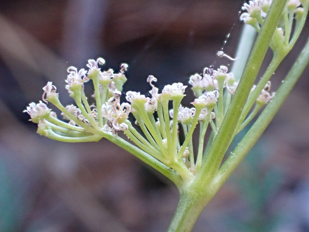 Lomatium engelmannii (Engelmann's lomatium), native California herb