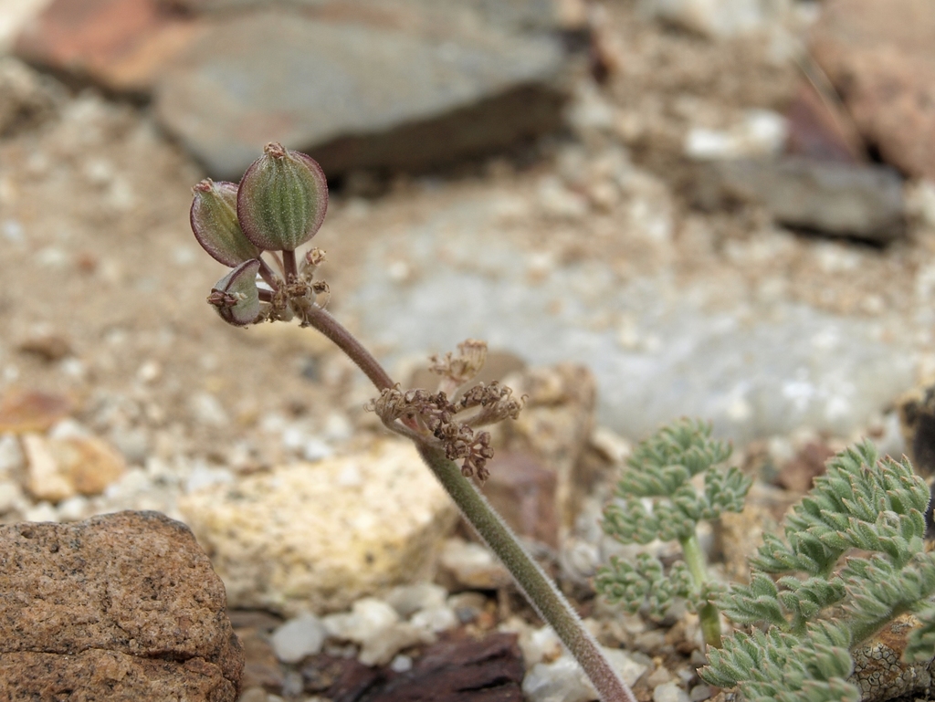 Lomatium foeniculaceum subsp. fimbriatum, native California herb