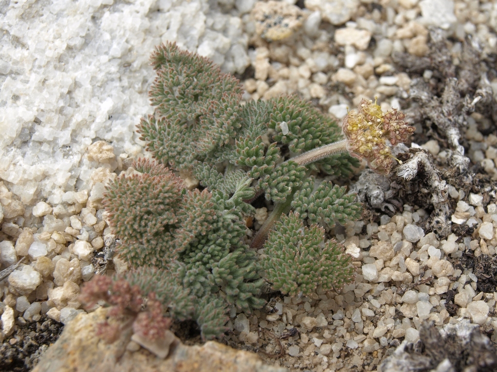 Lomatium foeniculaceum subsp. macdougalii (Macdougal's lomatium), native California herb