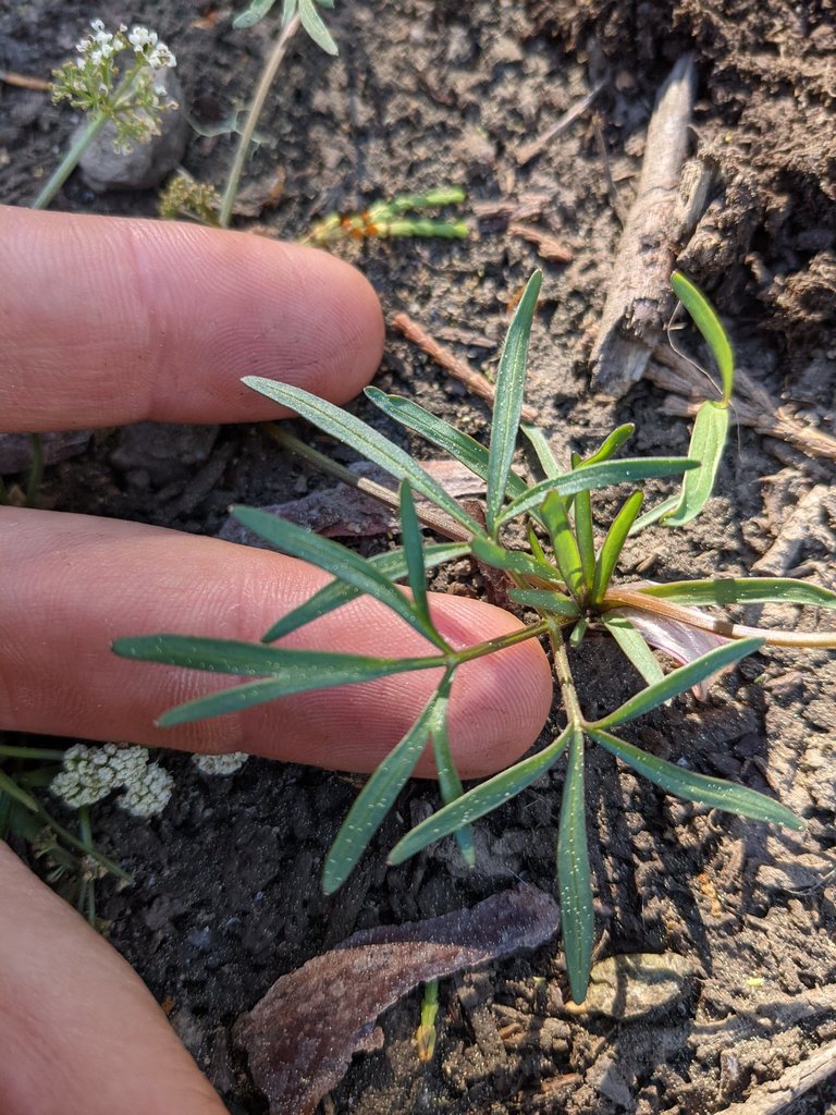 Lomatium fusiformis, native California herb