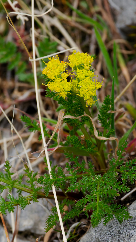 Lomatium grayi (Gray's lomatium), native California herb