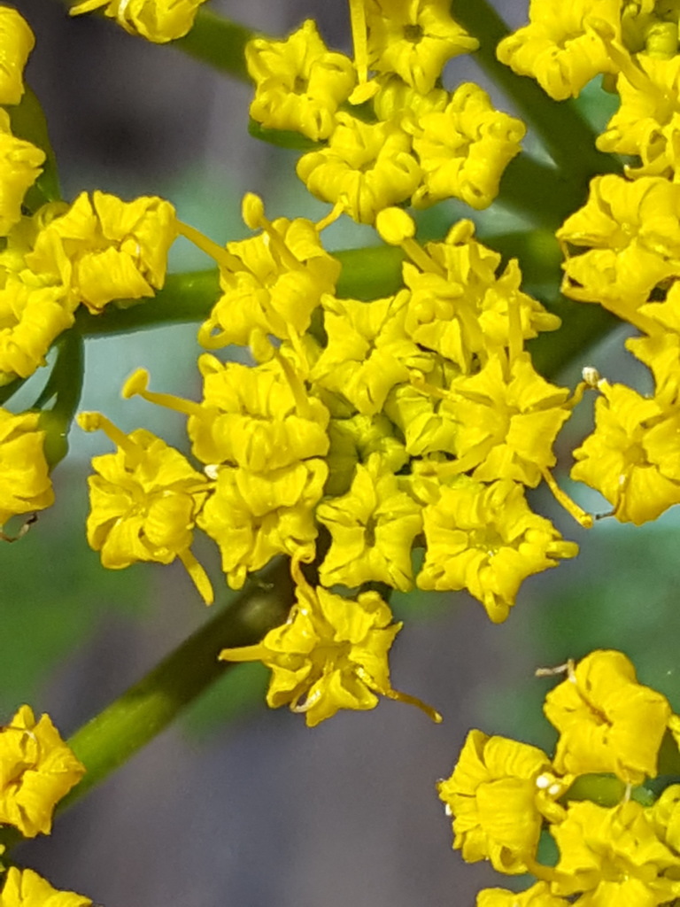 Lomatium hallii (Hall's lomatium), native California herb