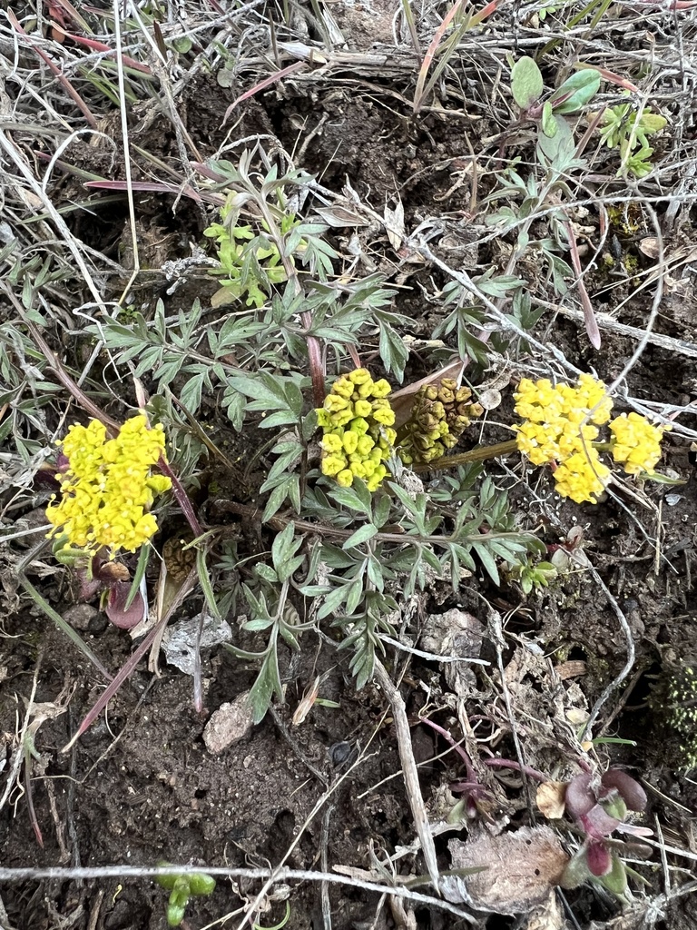 Lomatium hendersonii (Henderson's lomatium), native California herb