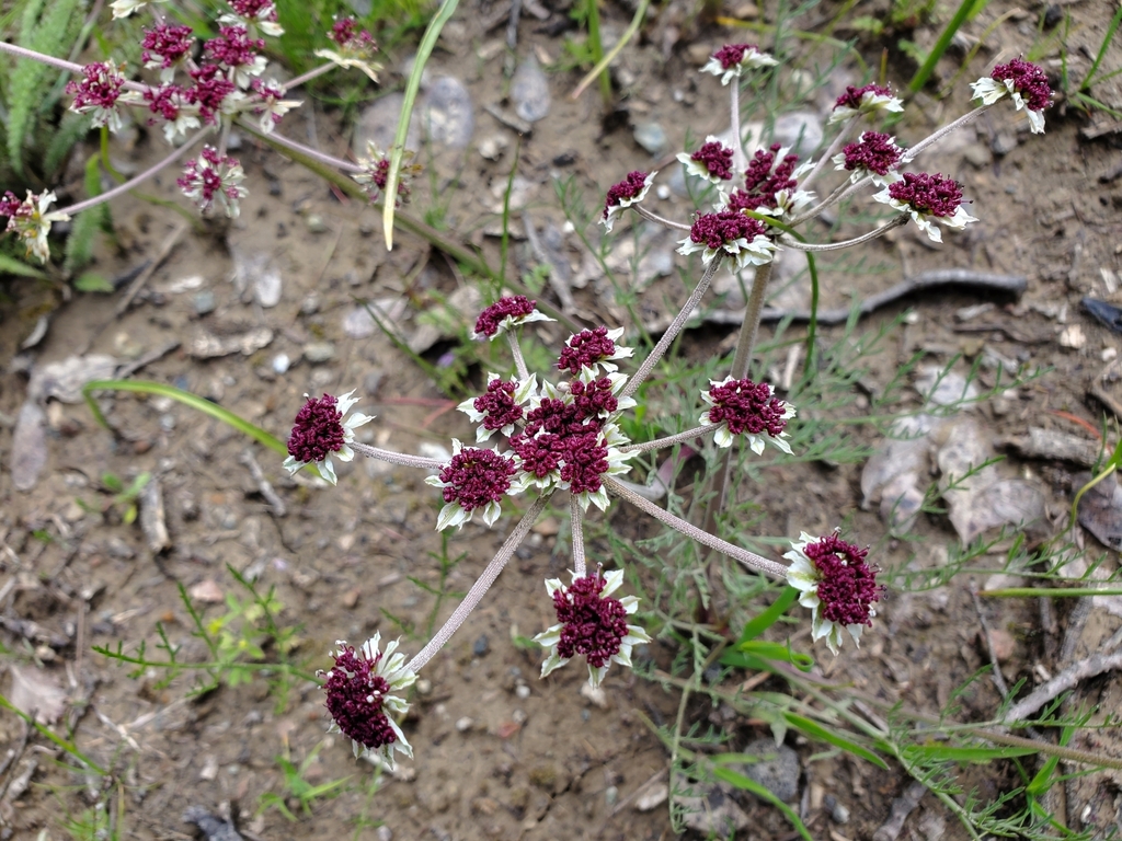 Lomatium hooveri (Hoover's lomatium), native California herb