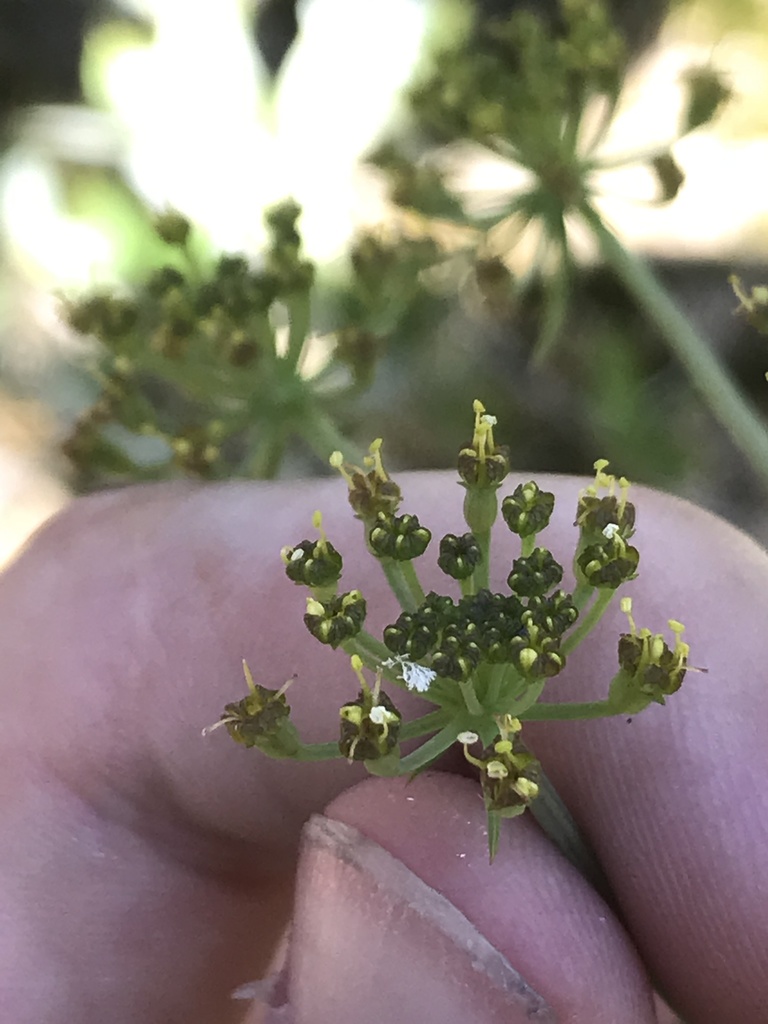 Lomatium howellii (Howell's lomatium), native California herb