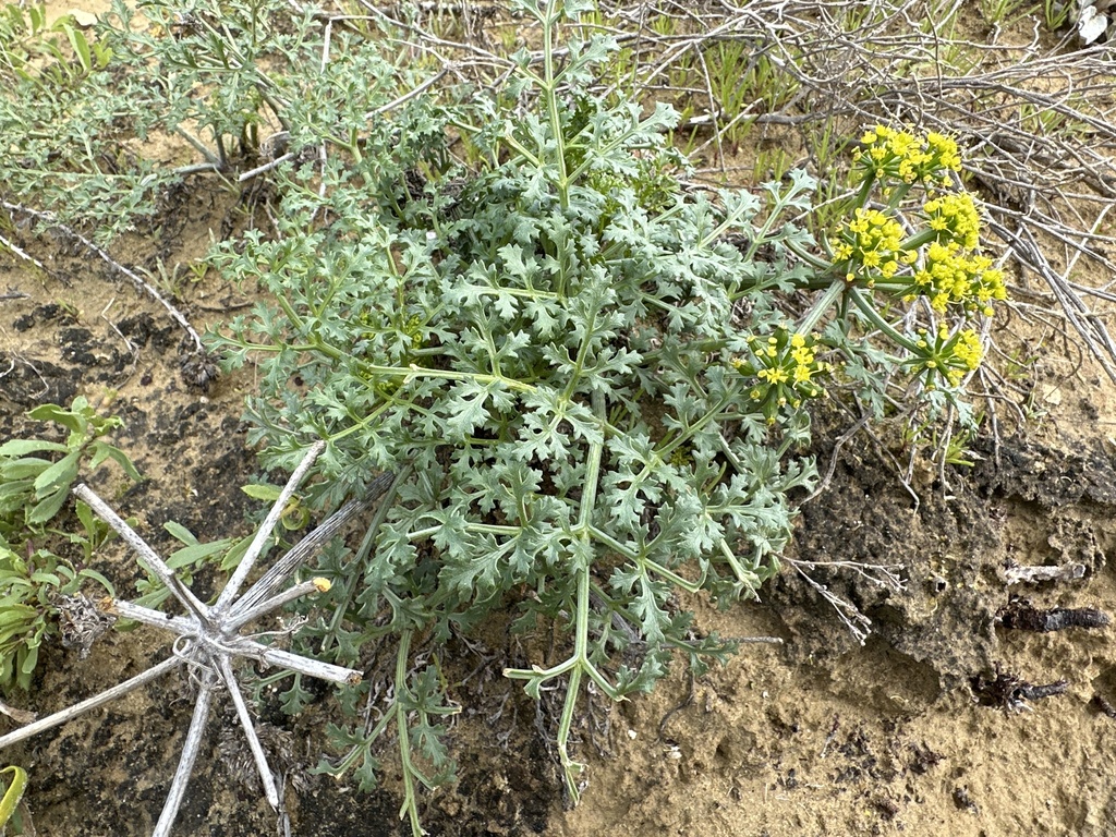 Lomatium insulare (San nicolas island lomatium), native California herb