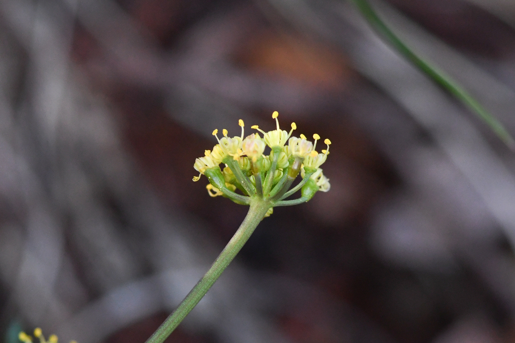 Lomatium kogholiini (Wailaki lomatium), native California perennial