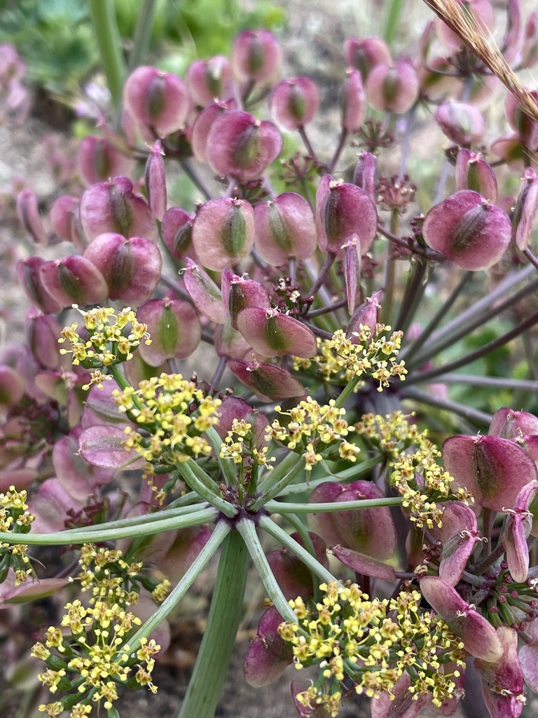Lomatium lucidum (Shiny biscuitroot), native California herb