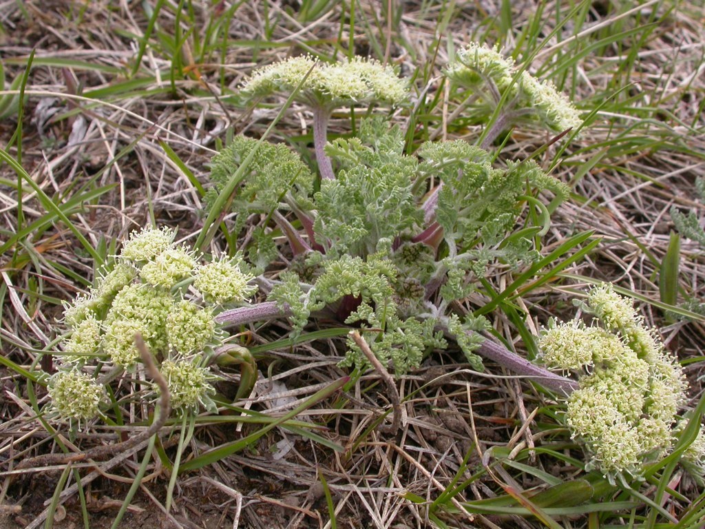 Lomatium macrocarpum (Bigseed biscuitroot), native California herb